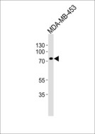 TRAF3IP3 Antibody - Western blot of lysate from MDA-MB-453 cell line, using TRAF3IP3 Antibody. Antibody was diluted at 1:1000. A goat anti-rabbit IgG H&L (HRP) at 1:10000 dilution was used as the secondary antibody. Lysate at 20ug.