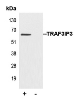 TRAF3IP3 Antibody - Immunoprecipitation of TRAF3IP3 from 0.5mg Mouse cortex tissue lysate using 5ug of Anti-TRAF3IP3 Antibody and 50ul of protein G magnetic beads (+). No antibody was added to the control (-). The antibody was incubated under agitation with Protein G beads for 10min Mouse cortex extract lysate diluted in RIPA buffer was added to each sample and incubated for a further 10min under agitation. Proteins were eluted by addition of 40ul SDS loading buffer and incubated for 10min at 70 C; 10ul of each sample was separated on a SDS PAGE gel transferred to a nitrocellulose membrane blocked with 5% BSA and probed with Anti-TRAF3IP3 Antibody.
