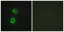 TRAF3IP3 Antibody - Peptide - + Immunofluorescence analysis of HeLa cells, using T3JAM antibody.