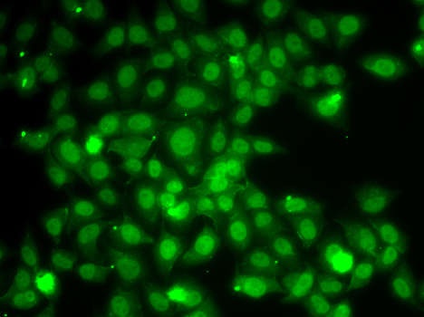 TRAF4 Antibody - Immunofluorescence analysis of A549 cells.