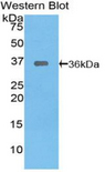 TRAF6 Antibody - Western blot of recombinant TRAF6.  This image was taken for the unconjugated form of this product. Other forms have not been tested.