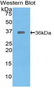 TRAF6 Antibody - Western blot of recombinant TRAF6.  This image was taken for the unconjugated form of this product. Other forms have not been tested.