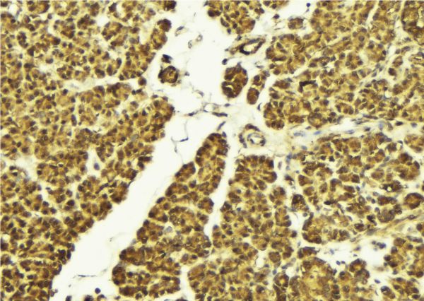 TRAF6 Antibody - 1:100 staining mouse pancreas tissue by IHC-P. The sample was formaldehyde fixed and a heat mediated antigen retrieval step in citrate buffer was performed. The sample was then blocked and incubated with the antibody for 1.5 hours at 22°C. An HRP conjugated goat anti-rabbit antibody was used as the secondary.