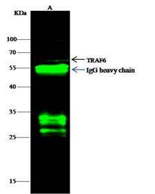 TRAF6 Antibody - TRAF6 was immunoprecipitated using: Lane A: 0.5 mg Jurkat Whole Cell Lysate. 1 uL anti-TRAF6 rabbit polyclonal antibody and 60 ug of Immunomagnetic beads Protein G. Primary antibody: Anti-TRAF6 rabbit polyclonal antibody, at 1:500 dilution. Secondary antibody: Dylight 800-labeled antibody to rabbit IgG (H+L), at 1:5000 dilution. Developed using the odssey technique. Performed under reducing conditions. Predicted band size: 60 kDa. Observed band size: 60 kDa.