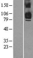 TRAF7 Protein - Western validation with an anti-DDK antibody * L: Control HEK293 lysate R: Over-expression lysate