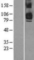 TRAF7 Protein - Western validation with an anti-DDK antibody * L: Control HEK293 lysate R: Over-expression lysate