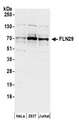 TRAFD1 / FLN29 Antibody - Detection of human FLN29 by western blot. Samples: Whole cell lysate (50 µg) from HeLa, HEK293T, and Jurkat cells prepared using NETN lysis buffer. Antibodies: Affinity purified rabbit anti-FLN29 antibody used for WB at 0.1 µg/ml. Detection: Chemiluminescence with an exposure time of 30 seconds.