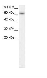 TRAFD1 / FLN29 Antibody - Raji Cell Lysate.  This image was taken for the unconjugated form of this product. Other forms have not been tested.