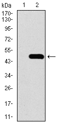 TRAFD1 / FLN29 Antibody - Western blot using TRAFD1 monoclonal antibody against HEK293 (1) and TRAFD1 (AA: 401-582)-hIgGFc transfected HEK293 (2) cell lysate.