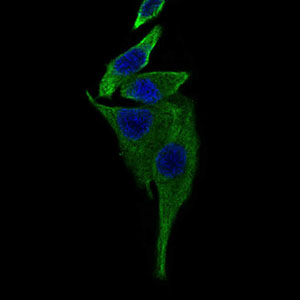TRAFD1 / FLN29 Antibody - Immunofluorescence of HepG2 cells using TRAFD1 mouse monoclonal antibody (green). Blue: DRAQ5 fluorescent DNA dye.