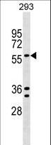 TRAFD1 / FLN29 Antibody - TRAFD1 Antibody western blot of 293 cell line lysates (35 ug/lane). The TRAFD1 antibody detected the TRAFD1 protein (arrow).