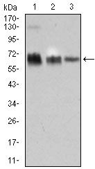 TRAFD1 / FLN29 Antibody - TRAFD1 Antibody in Western Blot (WB)