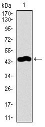 TRAFD1 / FLN29 Antibody - TRAFD1 Antibody in Western Blot (WB)