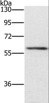 TRAFD1 / FLN29 Antibody - Western blot analysis of Mouse spleen tissue, using TRAFD1 Polyclonal Antibody at dilution of 1:400.