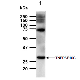 TRAIL-R3 / DCR1 Antibody - The tissue lysates (40ug) were resolved by SDS-PAGE, transferred to PVDF membrane and probed with anti-human TNFRFS10C antibody (1:1000). Proteins were visualized using a goat anti-mouse secondary antibody conjugated to HRP and an ECL detection system. Lane 1.: Liver tissue lysate