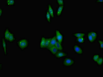 TRAIL-R3 / DCR1 Antibody - Immunofluorescent analysis of HepG2 cells using TNFRSF10C Antibody at dilution of 1:100 and Alexa Fluor 488-congugated AffiniPure Goat Anti-Rabbit IgG(H+L)
