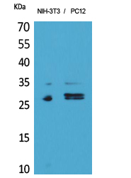 TRAIL-R3 / DCR1 Antibody - Western Blot analysis of extracts from NIH-3T3, PC12 cells using TNFRSF10C Antibody.