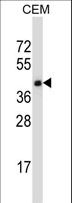 TRAIL-R4 / DCR2 Antibody - TNFRSF10D Antibody western blot of CEM cell line lysates (35 ug/lane). The TNFRSF10D antibody detected the TNFRSF10D protein (arrow).
