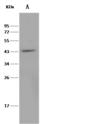 TRAIL-R4 / DCR2 Antibody - Anti-TNFRSF10D rabbit monoclonal antibody at 1:500 dilution. Lane A: Hela Whole Cell Lysate. Lysates/proteins at 30 ug per lane. Secondary: Goat Anti-Rabbit IgG (H+L)/HRP at 1/10000 dilution. Developed using the ECL technique. Performed under reducing conditions. Predicted band size: 42 kDa. Observed band size: 42 kDa.