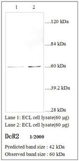 TRAIL-R4 / DCR2 Antibody