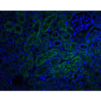 TRAIL-R4 / DCR2 Antibody - Immunofluorescence of DcR2 in mouse kidney tissue withDcR2 antibody at 20 µg/ml.Green: DcR2 Antibody  Blue: DAPI staining