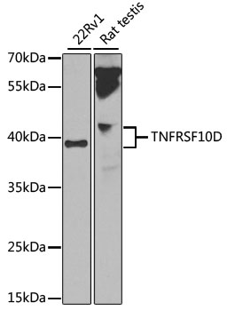 TRAIL-R4 / DCR2 Antibody - Western blot analysis of extracts of various cell lines, using TNFRSF10D antibody at 1:1000 dilution. The secondary antibody used was an HRP Goat Anti-Rabbit IgG (H+L) at 1:10000 dilution. Lysates were loaded 25ug per lane and 3% nonfat dry milk in TBST was used for blocking. An ECL Kit was used for detection and the exposure time was 20s.