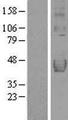 TRAIL-R4 / DCR2 Protein - Western validation with an anti-DDK antibody * L: Control HEK293 lysate R: Over-expression lysate