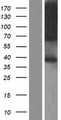 TRAM1 Protein - Western validation with an anti-DDK antibody * L: Control HEK293 lysate R: Over-expression lysate