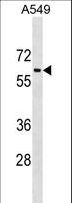 TRAM1L1 Antibody - TRAM1L1 Antibody western blot of A549 cell line lysates (35 ug/lane). The TRAM1L1 antibody detected the TRAM1L1 protein (arrow).
