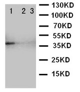 TRAM2 Antibody - WB of TRAM2 antibody. Recombinant Protein Detection Source:. E.coli derived -recombinant Mouse TRAM2,39.0KD. (162aa tag+R190-P370). Lane 1: Recombinant Mouse TRAM2 Protein 10ng. Lane 2: Recombinant Mouse TRAM2 Protein 5ng. Lane 3: Recombinant Mouse TRAM2 Protein 2.5ng.