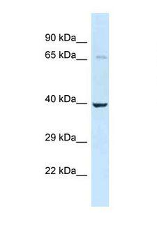 TRAM2 Antibody - Western blot of Mouse Heart. Tram2 antibody dilution 1.0 ug/ml.  This image was taken for the unconjugated form of this product. Other forms have not been tested.