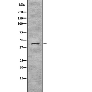 TRAM2 Antibody - Western blot analysis of TRAM2 using HeLa whole cells lysates