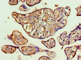 Transaldolase Antibody - Immunohistochemistry of paraffin-embedded human placenta tissue using TALDO1 Antibody at dilution of 1:100