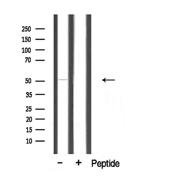 Translokin / CEP57 Antibody - Western blot analysis of extracts of mouse brain tissue using MRPS7 antibody.