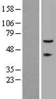 Translokin / CEP57 Protein - Western validation with an anti-DDK antibody * L: Control HEK293 lysate R: Over-expression lysate