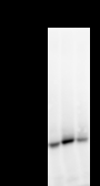 Transportin-SR / TNPO3 Antibody - Detection of TNPO3 by Western blot. Samples: Whole cell lysate from human HEK293 (H, 25 ug) , mouse NIH3T3 (M, 25 ug) and rat F2408 (R, 25 ug) cells. Predicted molecular weight: 104 kDa
