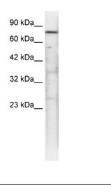 TRAP1 / HSP75 Antibody - HepG2 Cell Lysate.  This image was taken for the unconjugated form of this product. Other forms have not been tested.