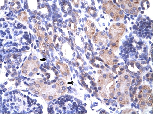 TRAP1 / HSP75 Antibody - TRAP1 antibody AVARP00012_T100-NP_057376-TRAP1 (TNF receptor-associated protein 1) Antibody was used in IHC to stain formalin-fixed, paraffin-embedded human kidney.  This image was taken for the unconjugated form of this product. Other forms have not been tested.