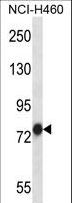 TRAP1 / HSP75 Antibody - TRAP1 Antibody western blot of NCI-H460 cell line lysates (35 ug/lane). The TRAP1 antibody detected the TRAP1 protein (arrow).