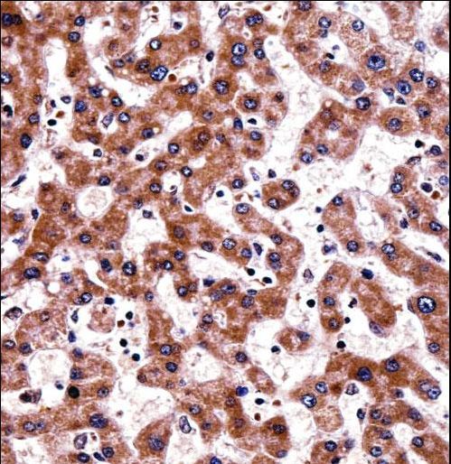 TRAP1 / HSP75 Antibody - TRAP1 Antibody immunohistochemistry of formalin-fixed and paraffin-embedded human liver tissue followed by peroxidase-conjugated secondary antibody and DAB staining.