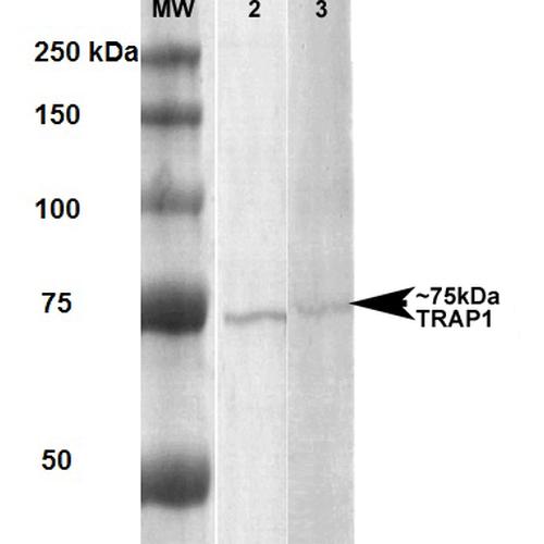 TRAP1 / HSP75 Antibody - Western Blot analysis of Human, Rat Human A431 and Rat Brain Membrane cell lysates showing detection of ~75 kDa Trap1 protein using Mouse Anti-Trap1 Monoclonal Antibody, Clone 3H4-2H6. Lane 1: MW ladder. Lane 2: Human lysate, A431. Lane 3: Rat lysate, Rat Brain Membrane (RBM). Load: 20 µg. Block: 5% milk + TBST for 1 hour at RT. Primary Antibody: Mouse Anti-Trap1 Monoclonal Antibody  at 1:1000 for 1 hour at RT. Secondary Antibody: HRP Goat Anti-Rabbit at 1:2000 for 1 hour at RT. Color Development: TMB solution for 15 min at RT. Predicted/Observed Size: ~75 kDa.