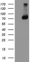TRAP1 / HSP75 Antibody - HEK293T cells were transfected with the pCMV6-ENTRY control (Left lane) or pCMV6-ENTRY TRAP1 (Right lane) cDNA for 48 hrs and lysed. Equivalent amounts of cell lysates (5 ug per lane) were separated by SDS-PAGE and immunoblotted with anti-TRAP1.