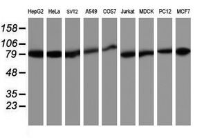 TRAP1 / HSP75 Antibody - Western blot of extracts (35 ug) from 9 different cell lines by using anti-TRAP1 monoclonal antibody.