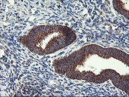 TRAP1 / HSP75 Antibody - IHC of paraffin-embedded Human endometrium tissue using anti-TRAP1 mouse monoclonal antibody.