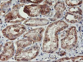 TRAP1 / HSP75 Antibody - IHC of paraffin-embedded Human Kidney tissue using anti-TRAP1 mouse monoclonal antibody.
