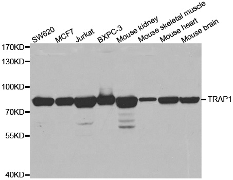 TRAP1 / HSP75 Antibody - Western blot analysis of extracts of various cell lines.
