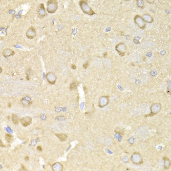TRAP1 / HSP75 Antibody - Immunohistochemistry of paraffin-embedded rat brain tissue.