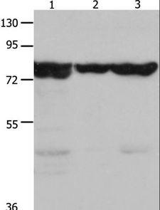 TRAP1 / HSP75 Antibody - Western blot analysis of Mouse kidney tissue, 293T and HeLa cell, using TRAP1 Polyclonal Antibody at dilution of 1:1500.