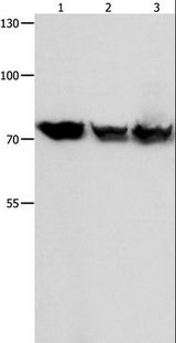 TRAP1 / HSP75 Antibody - Western blot analysis of K562, Jurkat, 293T cell, using TRAP1 Polyclonal Antibody at dilution of 1:1050.