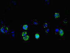 TRAP1 / HSP75 Antibody - Immunofluorescent analysis of MCF-7 cells diluted at 1:100 and Alexa Fluor 488-congugated AffiniPure Goat Anti-Rabbit IgG(H+L)